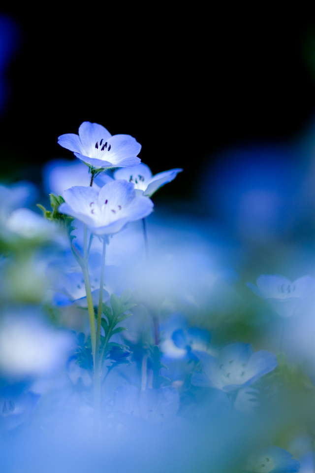 Голубые цветы анютины глазки весной в саду