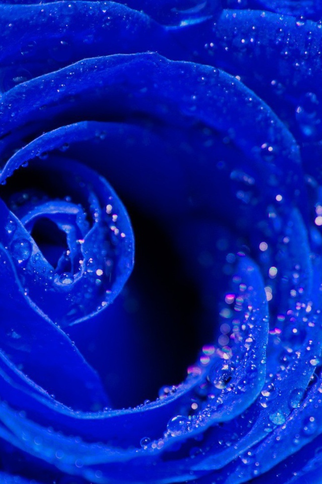 Синяя роза, сердцевина