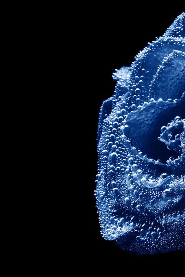 Синяя роза, погруженная в воду