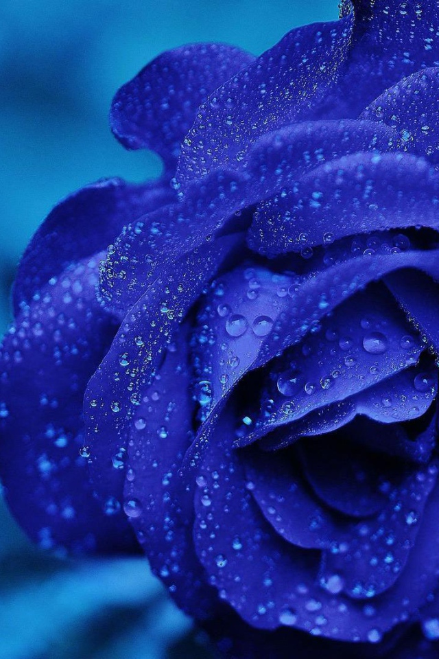 Синяя роза после проливного дождя