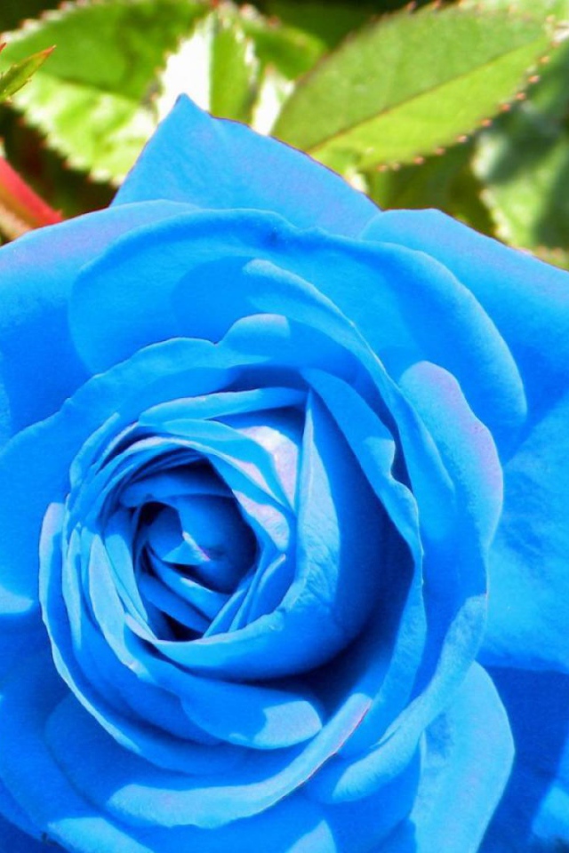 Синяя роза расцвела в саду