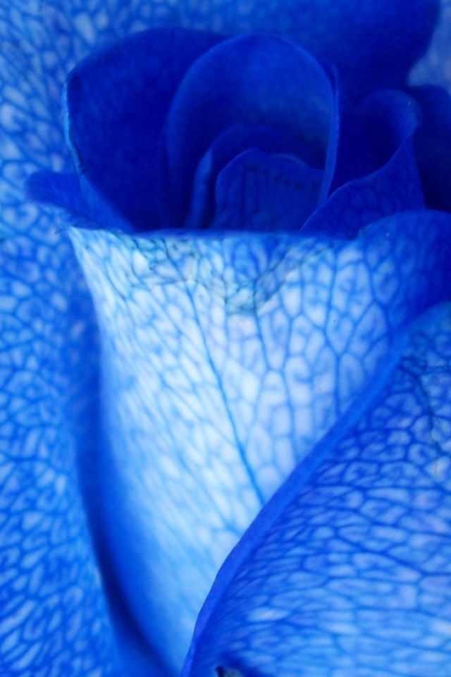 Синяя роза крупным планом