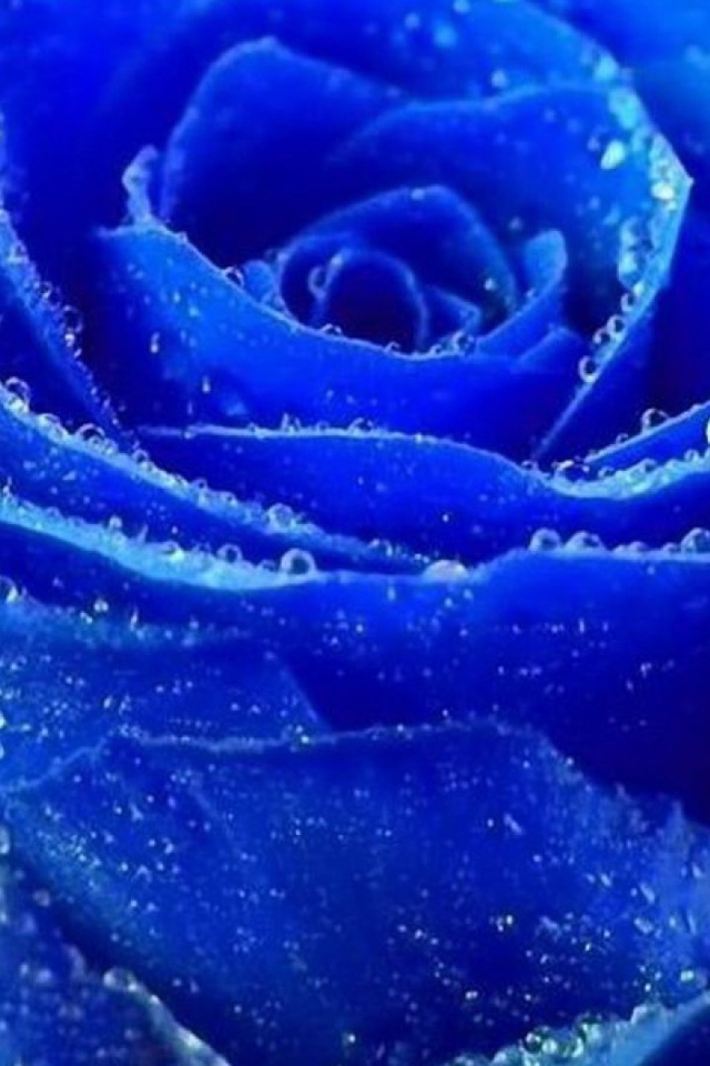 Синяя роза покрылась росой