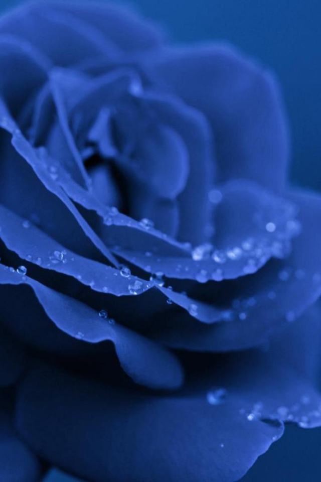 Синяя роза вечером