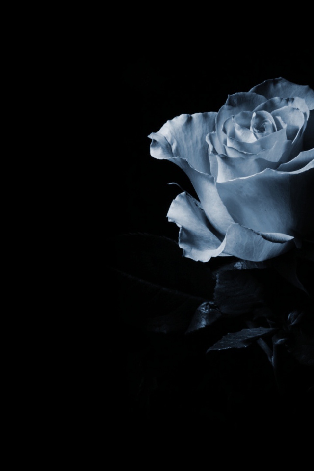 Синяя роза в тени
