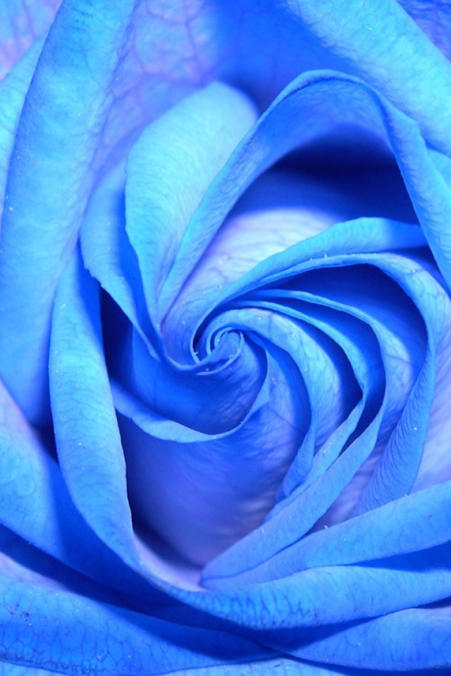 Синяя роза на тёмном фоне