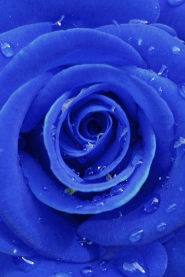 Синяя роза на сером фоне