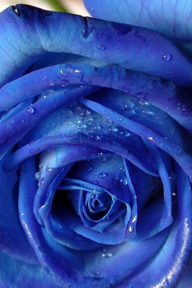 Синяя роза на белой скатерти