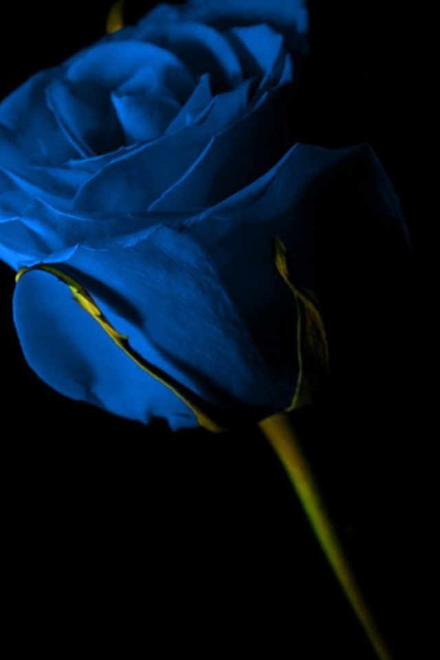 Синяя роза на чёрном фоне