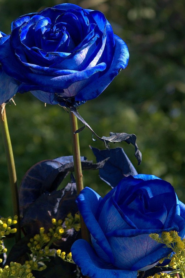 Синие розы цветут в саду
