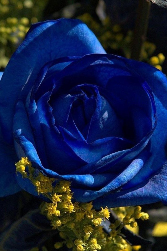 Синие розы в саду