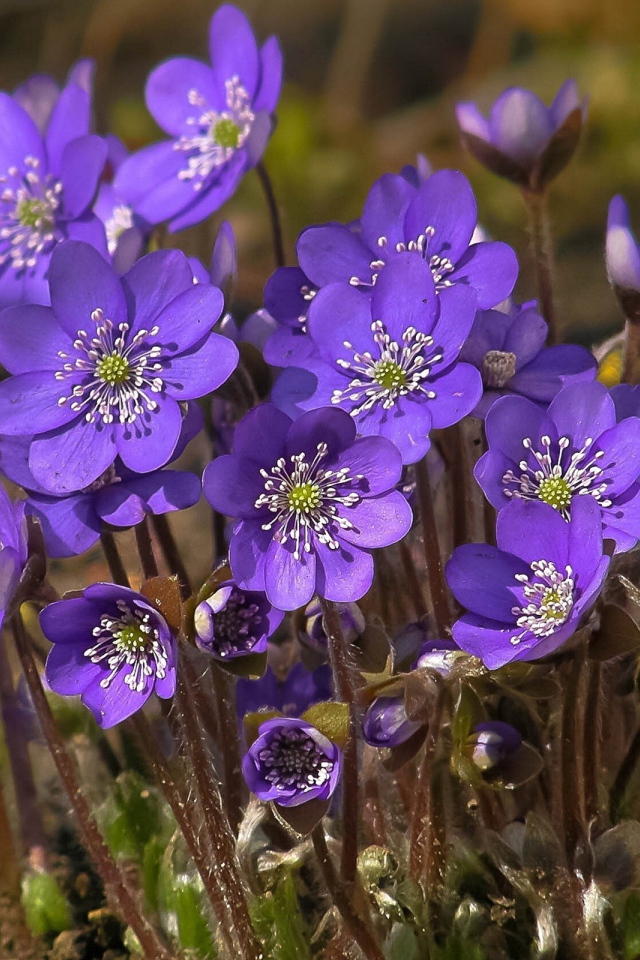 Синие весенние цветы