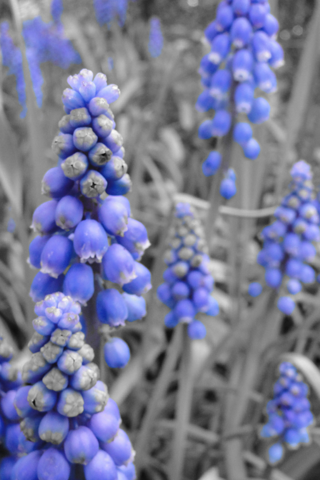 Синие колокольчики кисточкой