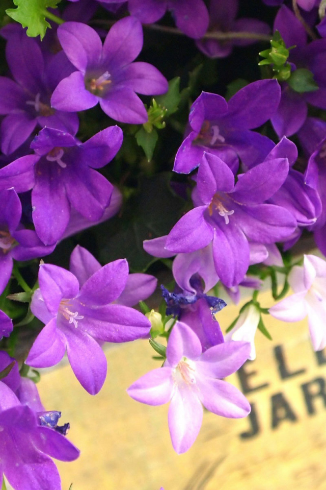 Колокольчики в ящике