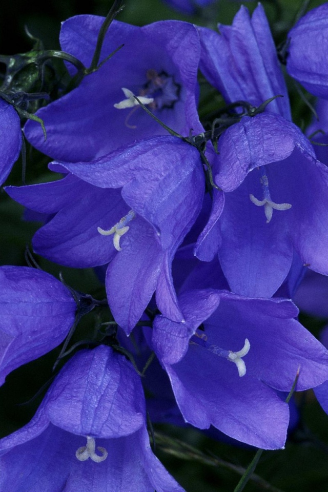 Колокольчики в лесу