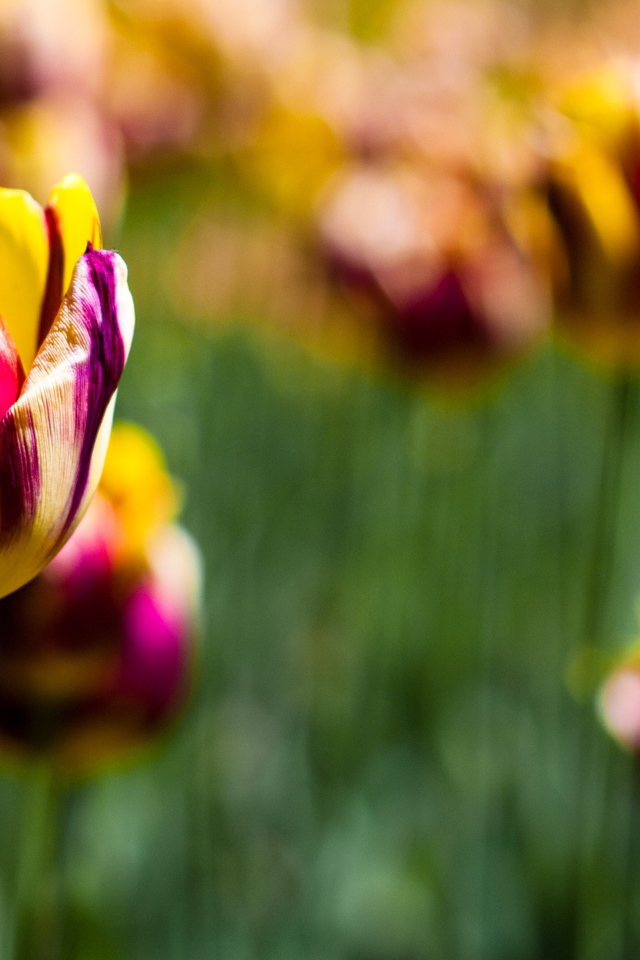 Тюльпаны в ботаническом саду