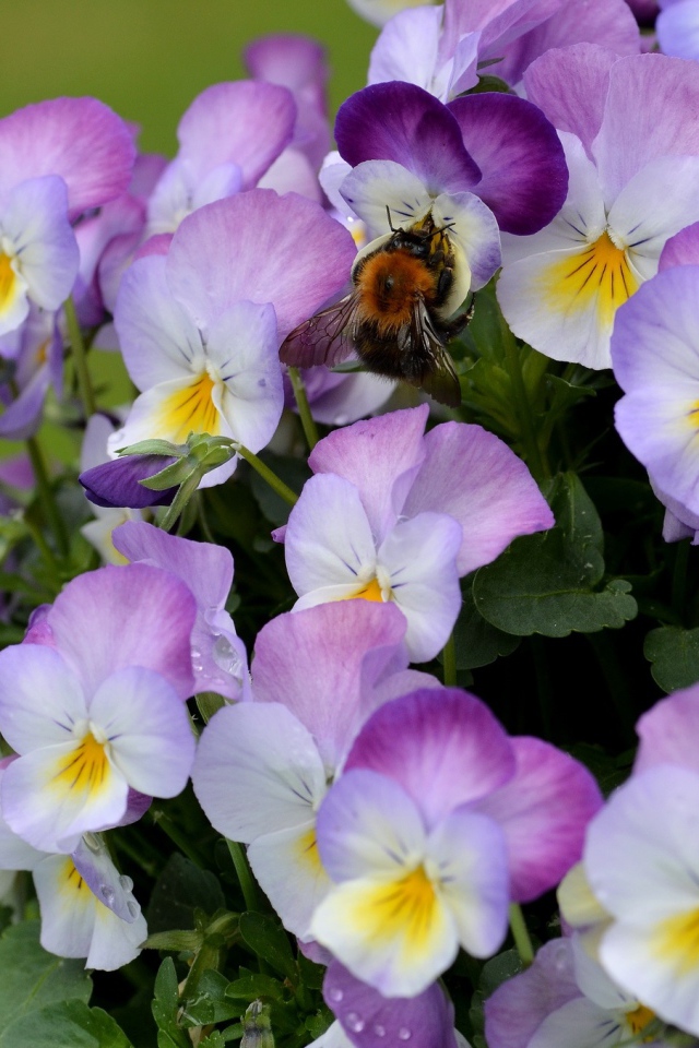 Букет виолы (фиалки, анютины глазки) 