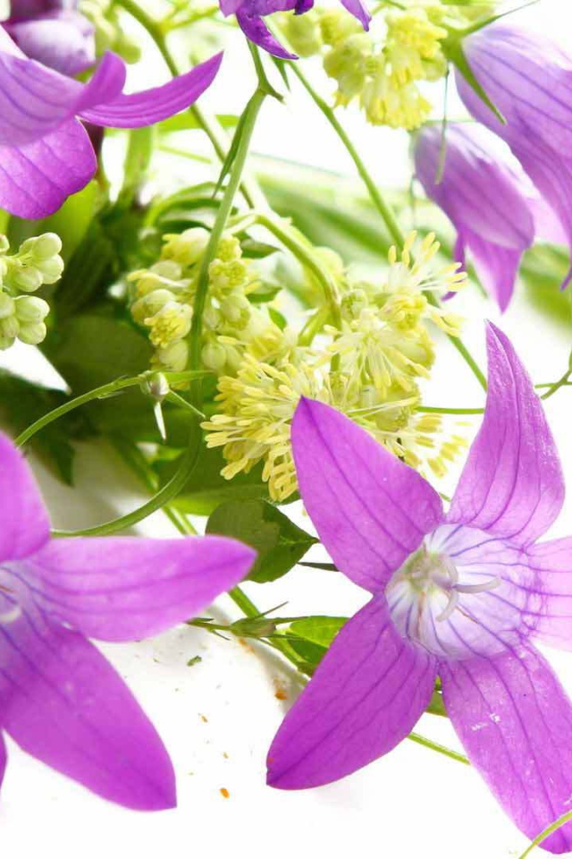 Букет из колокольчиков