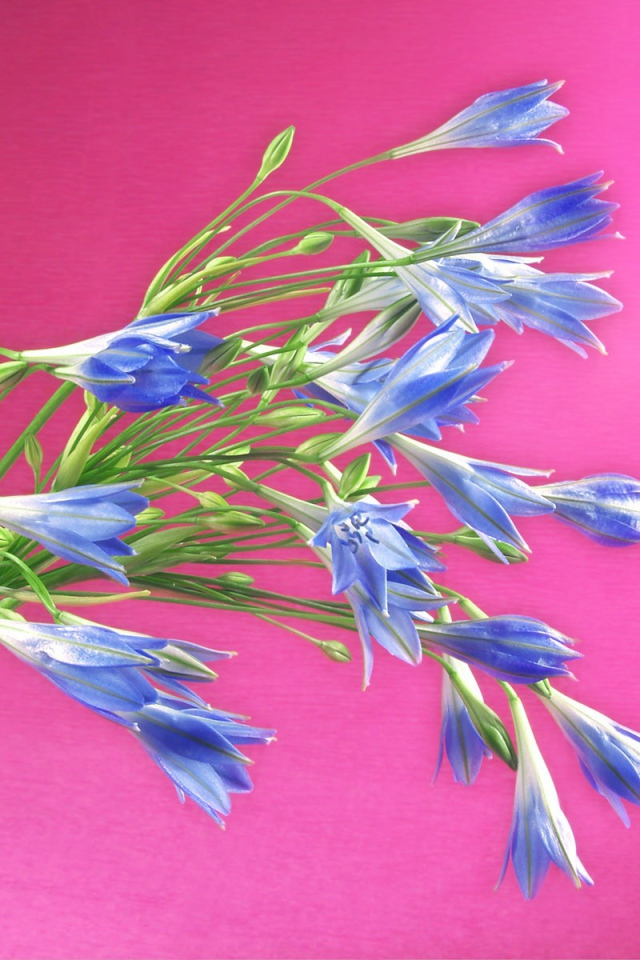 Букет синих полевых цветов