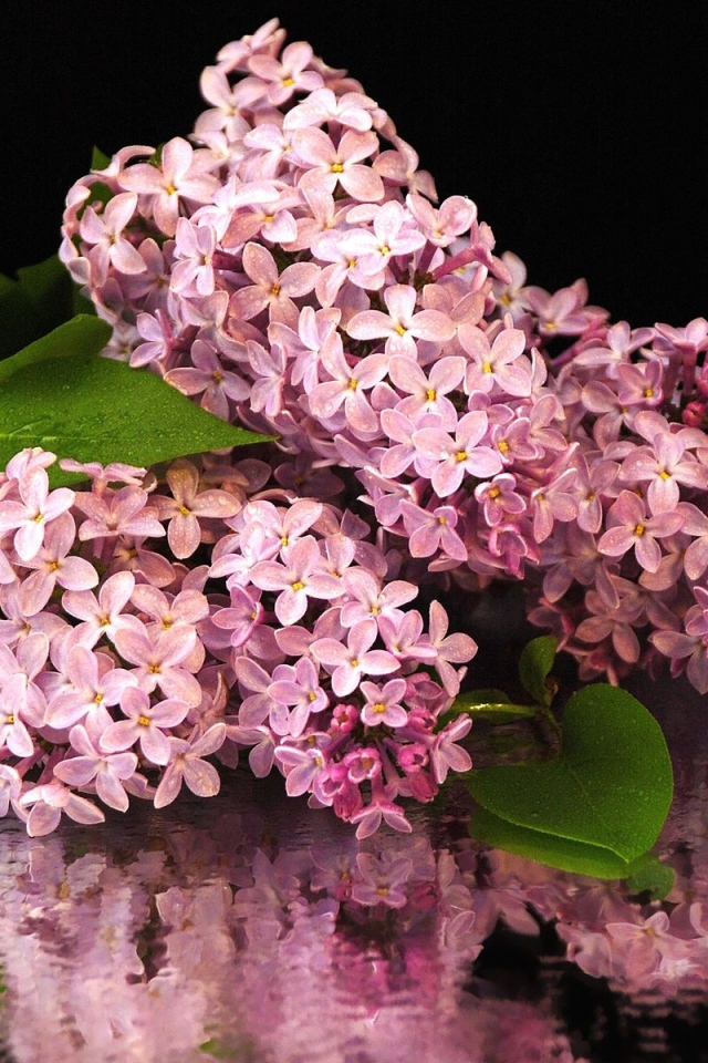 Букет сирени