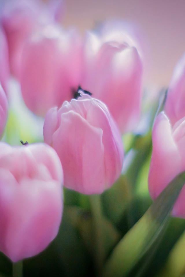 Букет розовых тюльпанов