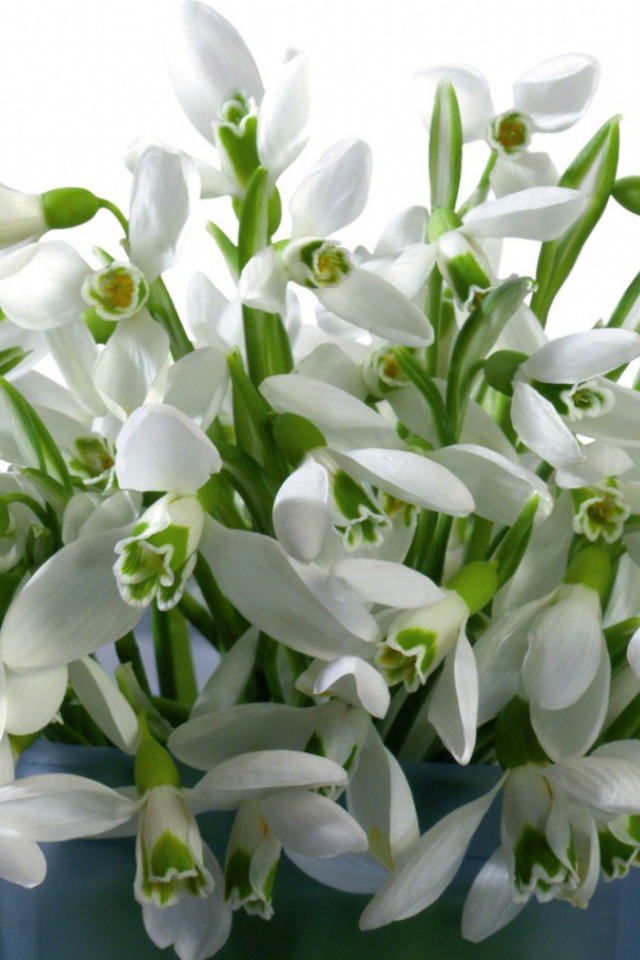 Букет белых цветов в ведре