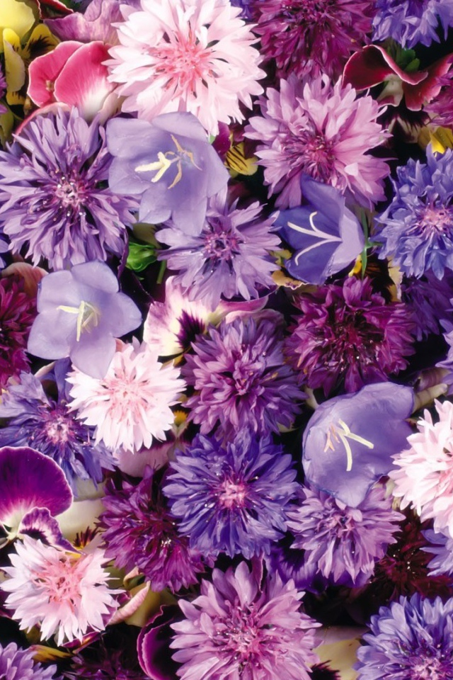 Букет полевых цветов