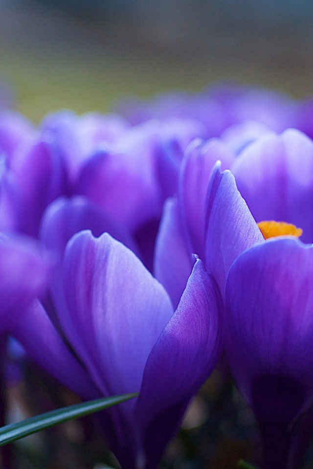  Поле Синих цветов