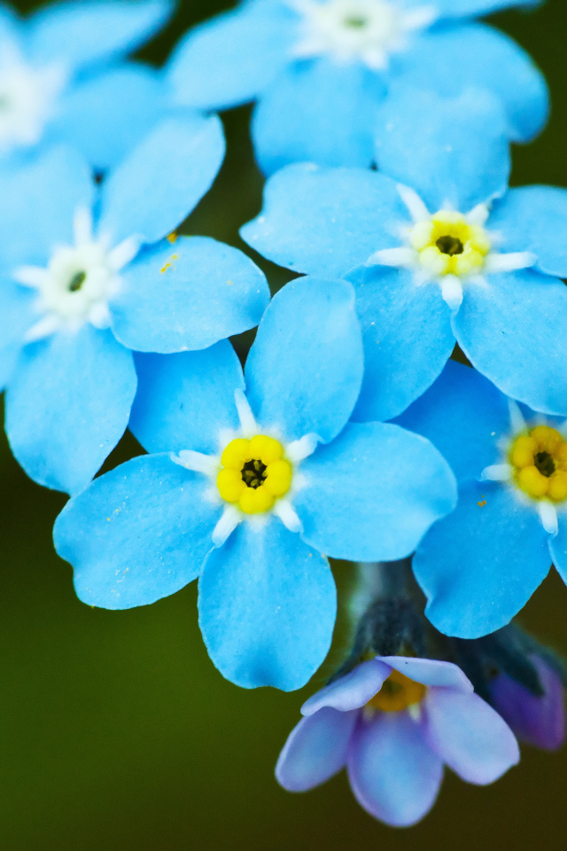 Яркие красивые цветы незабудки