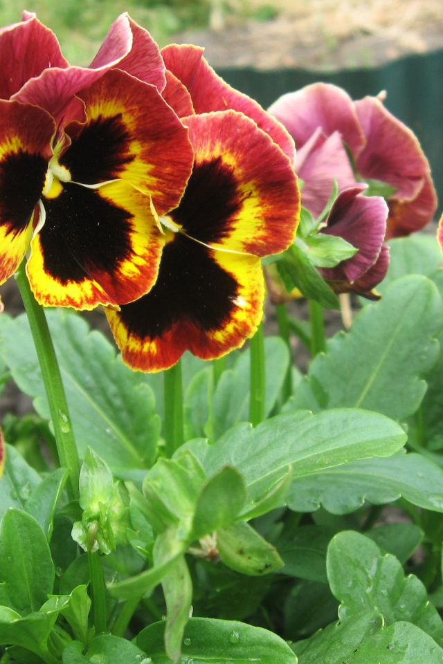 Яркие красивые цветы анютины глазки