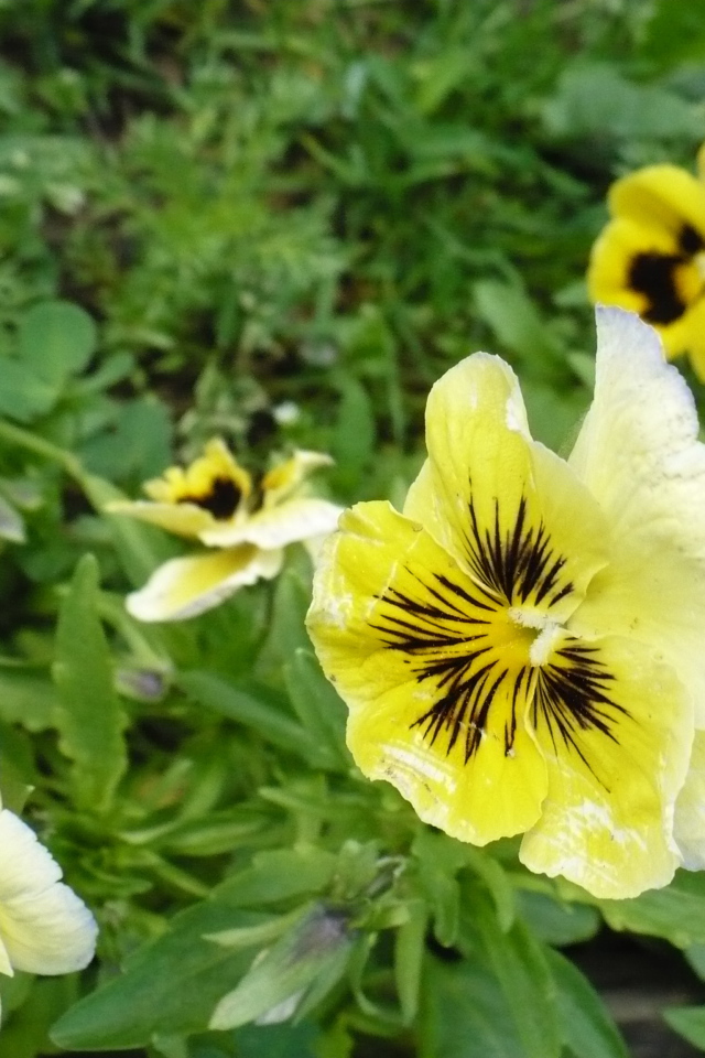 Яркие красивые желтые цветы анютины глазки