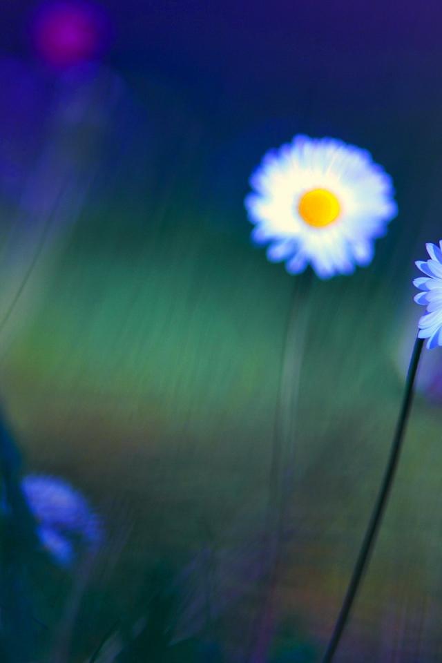 Яркие цветы маргаритки на поляне