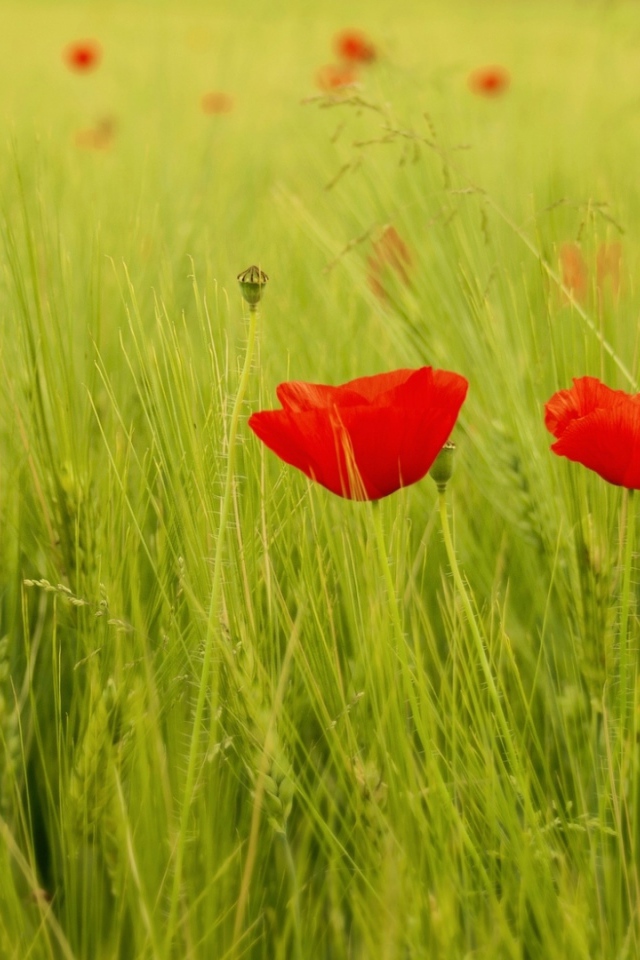 Яркие маки на поле
