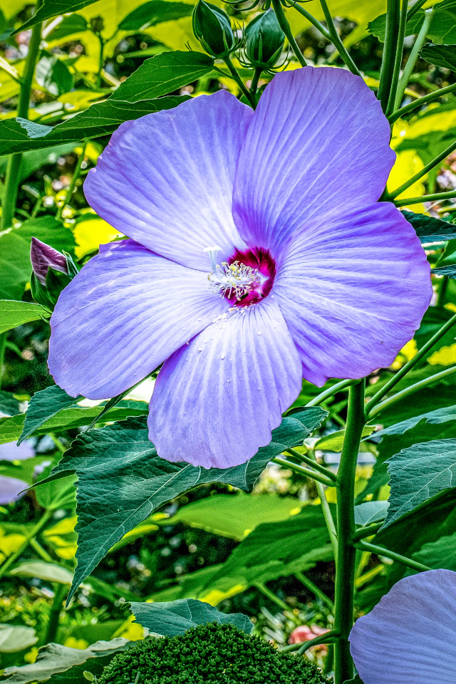 Светлый фиолетовый цветок