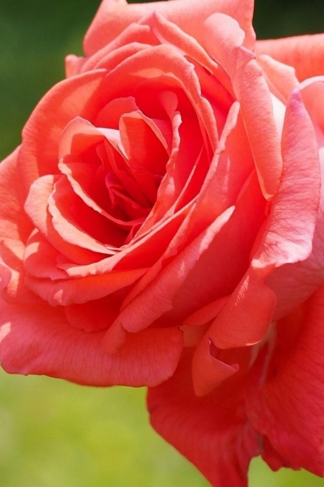 Яркая красная роза в саду