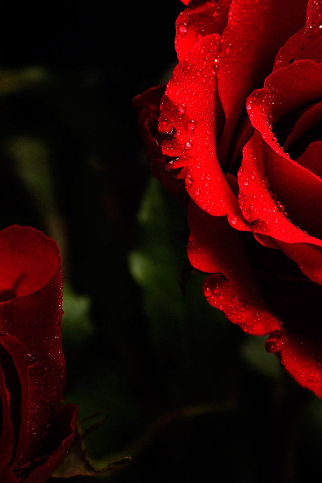 Яркие красные розы на тёмном фоне