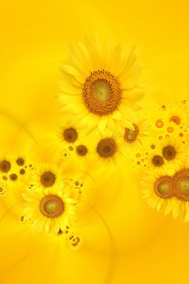 Сияющие желтые тюльпаны