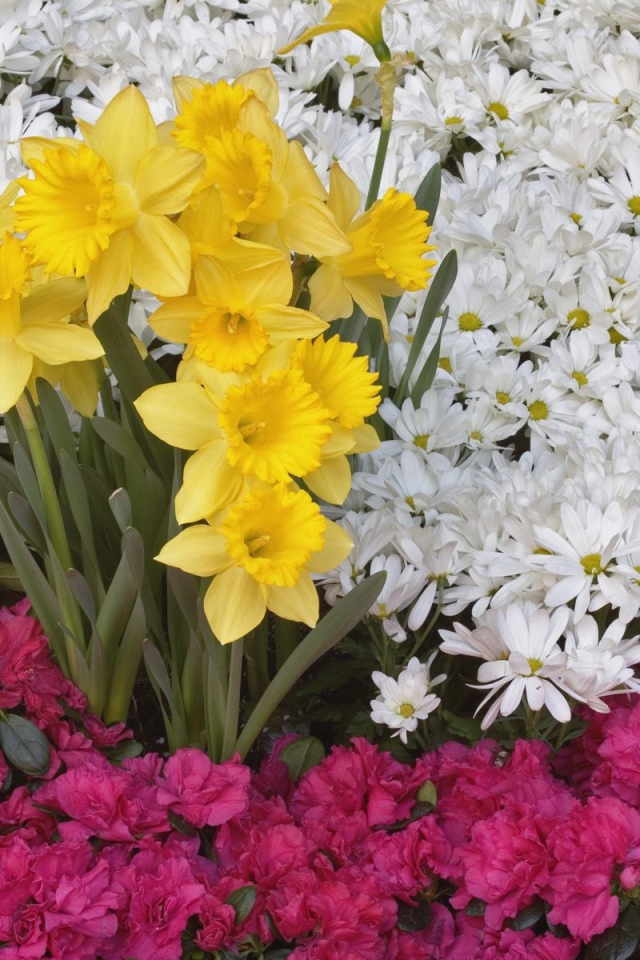 Брайтоне нарцисса и цветы ромашки