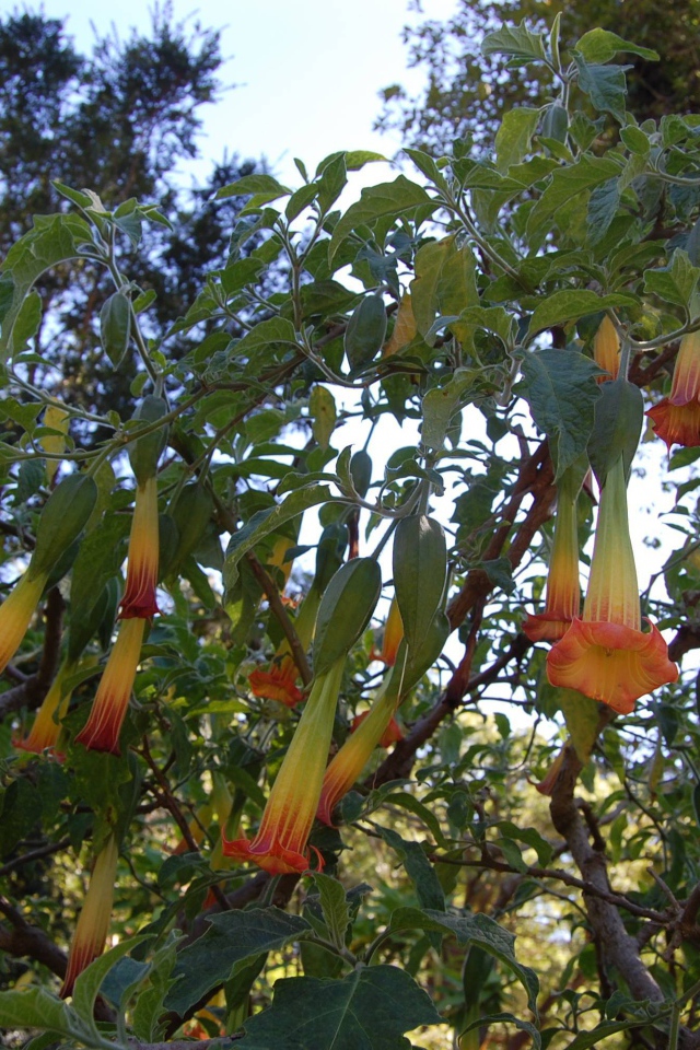 Бругмансия на дачном участке