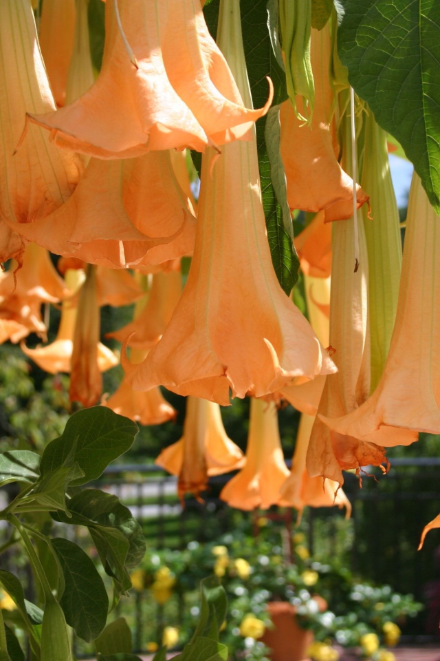 Красивый цветок бругмансия в саду