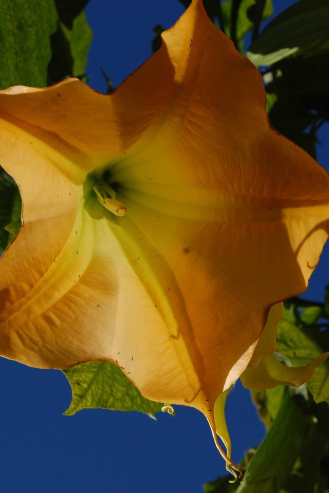 Красивое растение бругмансия в саду