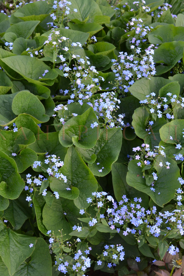Бруннера сибирская многолетнее растение