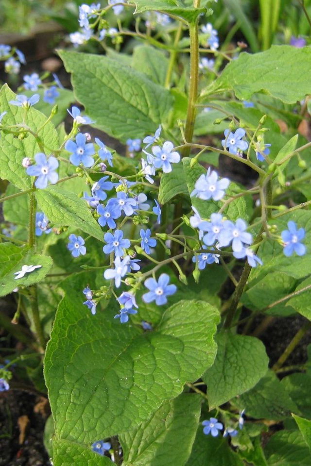 Красивые цветы бруннера в лесу