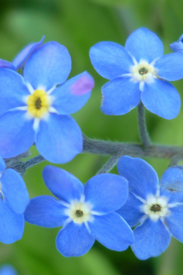 Красивые цветы бруннера в саду