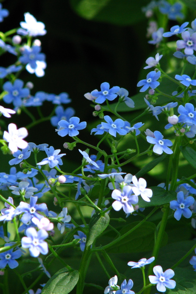 Красивые цветы бруннера на солнце