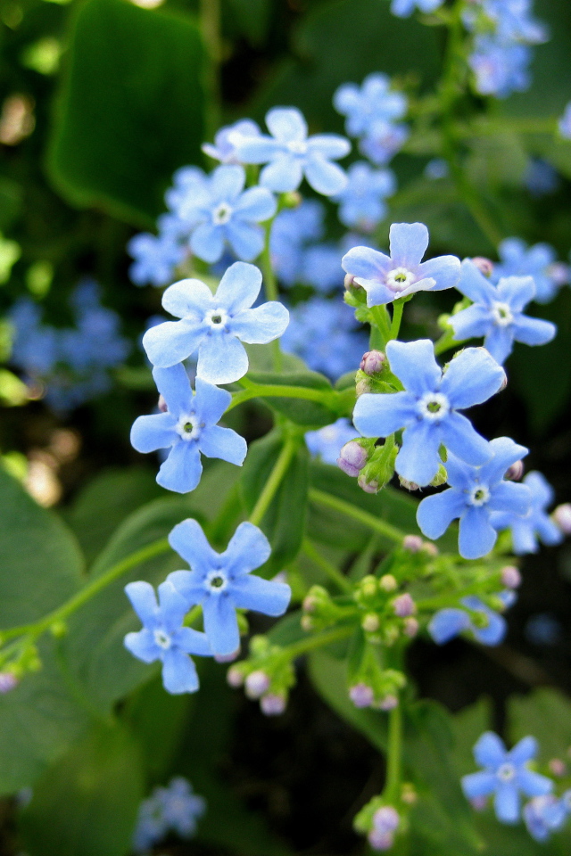 Бруннера красивое многолетнее растение