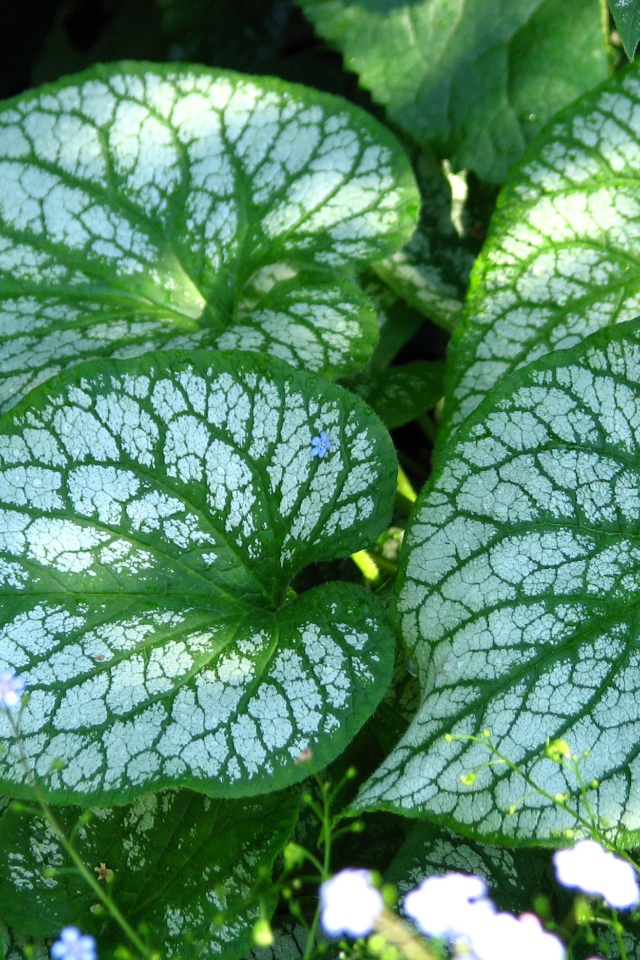 Красивое растение бруннера в лесу