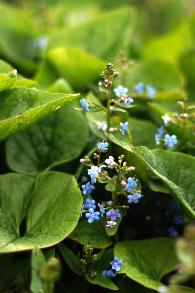 Цветы бруннера растет на Кавказе и юго-востоке Азии