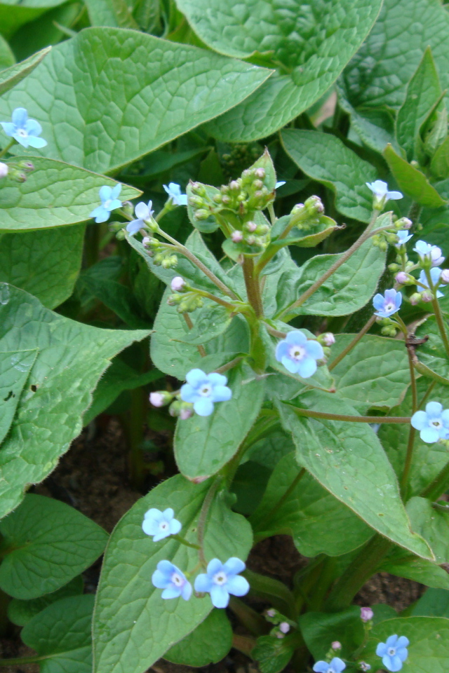 Многолетнее растение бруннера в лесу