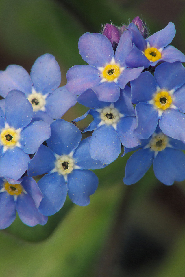 Многолетнее растение бруннера в саду